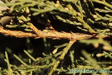 Juniperus x pfitzeriana 'Wilhelm Pfitzer'