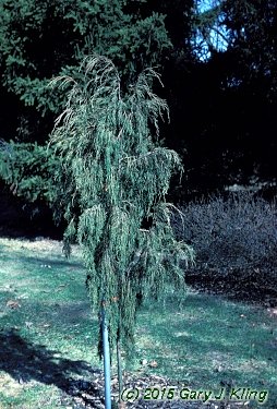 Juniperus scopulorum 'Tolson's Weeping'