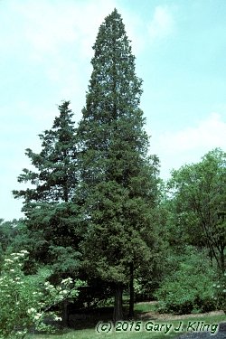 Juniperus virginiana