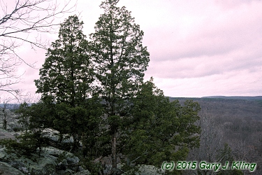 Juniperus virginiana