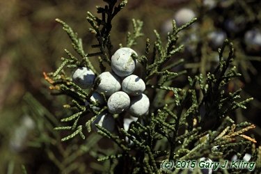 Juniperus virginiana