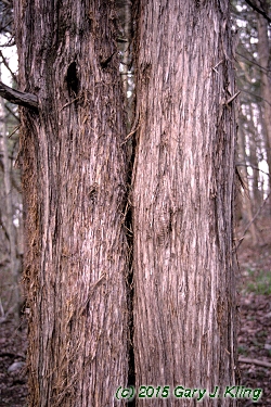 Juniperus virginiana