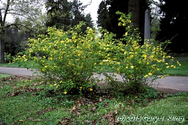 Kerria japonica 'Golden Guinea'