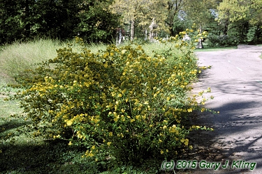 Kerria japonica 'Golden Guinea'