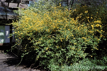 Kerria japonica 'Pleniflora'
