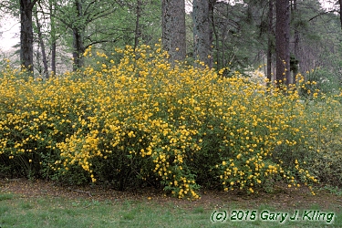 Kerria japonica 'Pleniflora'