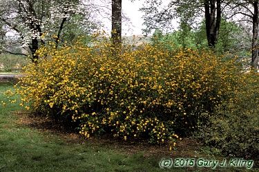 Kerria japonica 'Pleniflora'