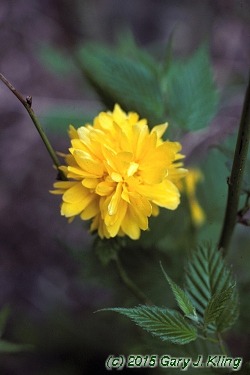 Kerria japonica 'Pleniflora'