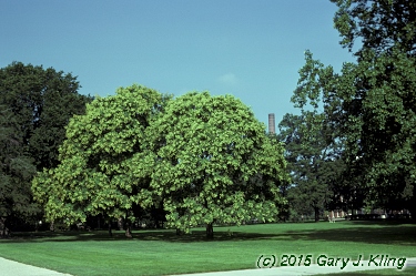 Koelreuteria paniculata