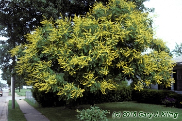 Koelreuteria paniculata