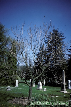 Koelreuteria paniculata