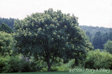 Koelreuteria paniculata