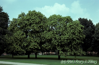 Koelreuteria paniculata