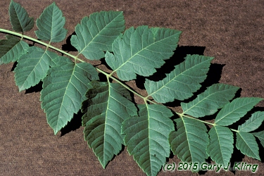 Koelreuteria paniculata