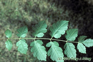 Koelreuteria paniculata