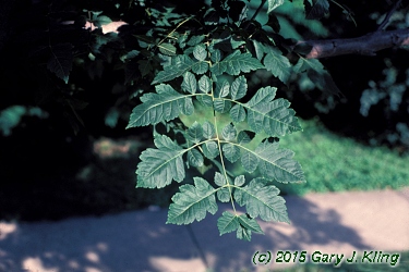 Koelreuteria paniculata