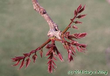 Koelreuteria paniculata