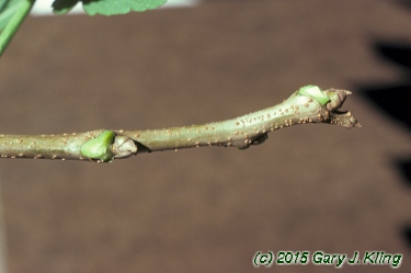 Koelreuteria paniculata