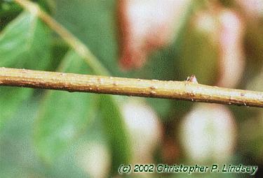 Koelreuteria paniculata