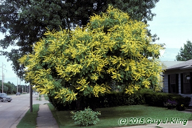 Koelreuteria paniculata