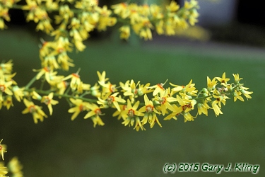 Koelreuteria paniculata