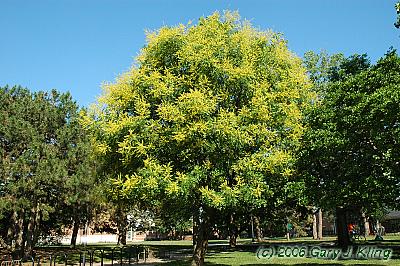 Koelreuteria paniculata