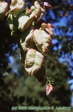 Koelreuteria paniculata