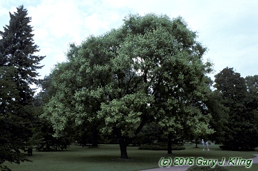 Koelreuteria paniculata