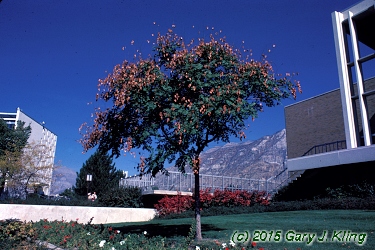 Koelreuteria paniculata