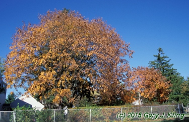 Koelreuteria paniculata