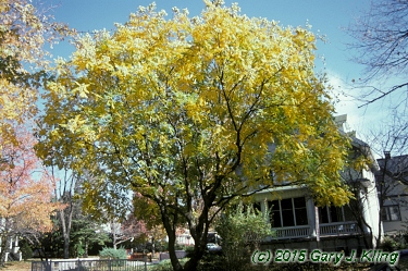 Koelreuteria paniculata