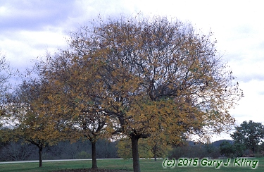 Koelreuteria paniculata