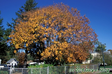 Koelreuteria paniculata