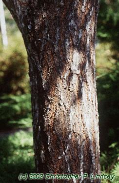 Koelreuteria paniculata