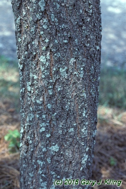 Koelreuteria paniculata