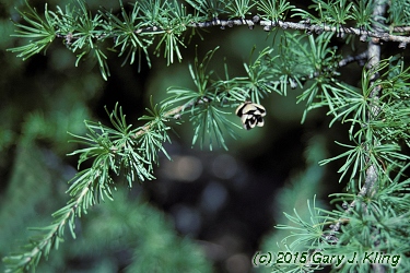 Larix laricina