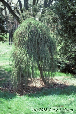 Larix decidua 'Pendula'