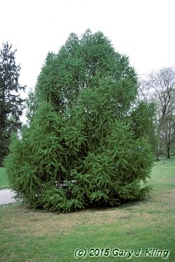 Larix kaempferi