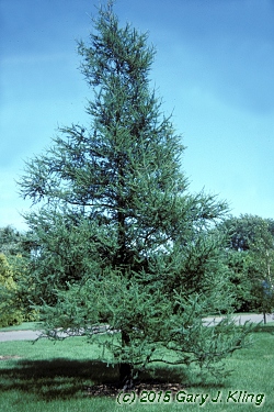 Larix laricina