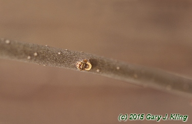 Ligustrum amurense