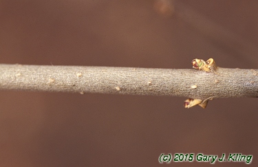 Ligustrum amurense