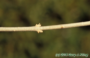 Ligustrum amurense