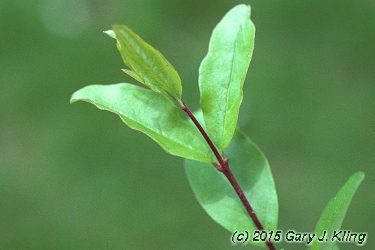 Ligustrum amurense