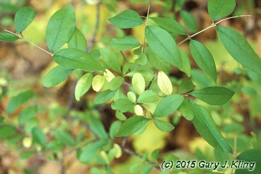 Ligustrum amurense