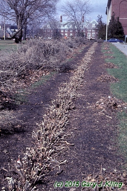 Ligustrum amurense