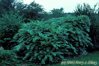 Ligustrum obtusifolium