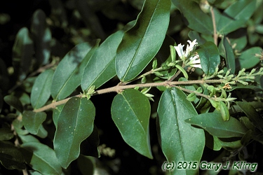 Ligustrum obtusifolium