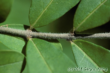 Ligustrum obtusifolium