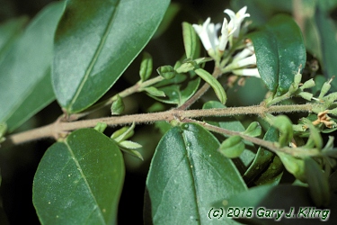 Ligustrum obtusifolium
