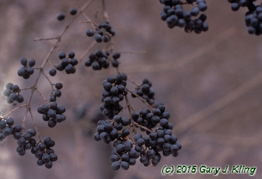 Ligustrum obtusifolium
